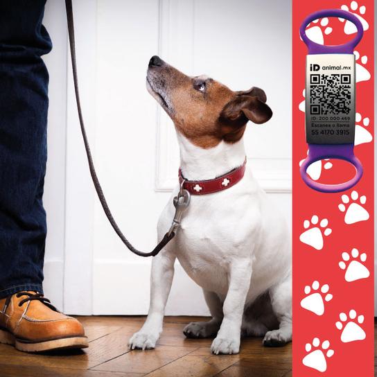 Pet Care Básico