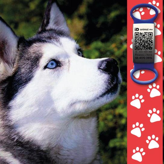 Pet Care Platino